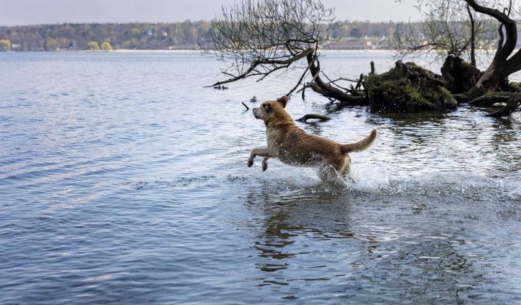 Ein Hund rennt ins wasser 