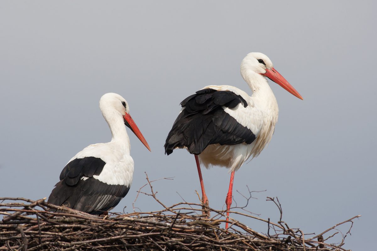 Ã¼nktlich zum Valentinstag: Knapp drei Wochen nach seiner Partnerin Mai ist Storch Fridolin auf dem Stammnistplatz des Paares im Nabu-Artenschutzzentrum in Leiferde bei Gifhorn eingetroffen.