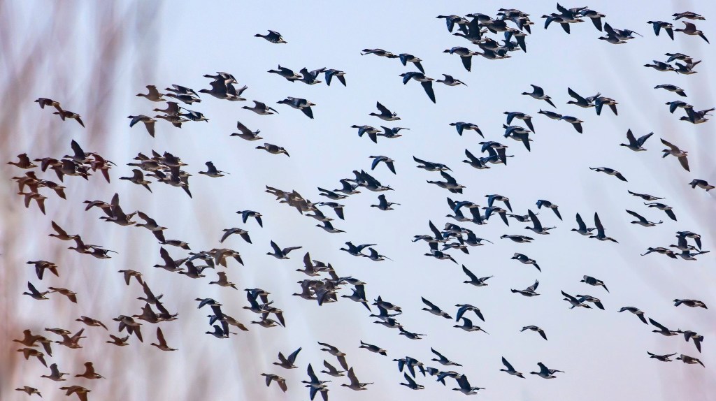 Vögel am Himmel