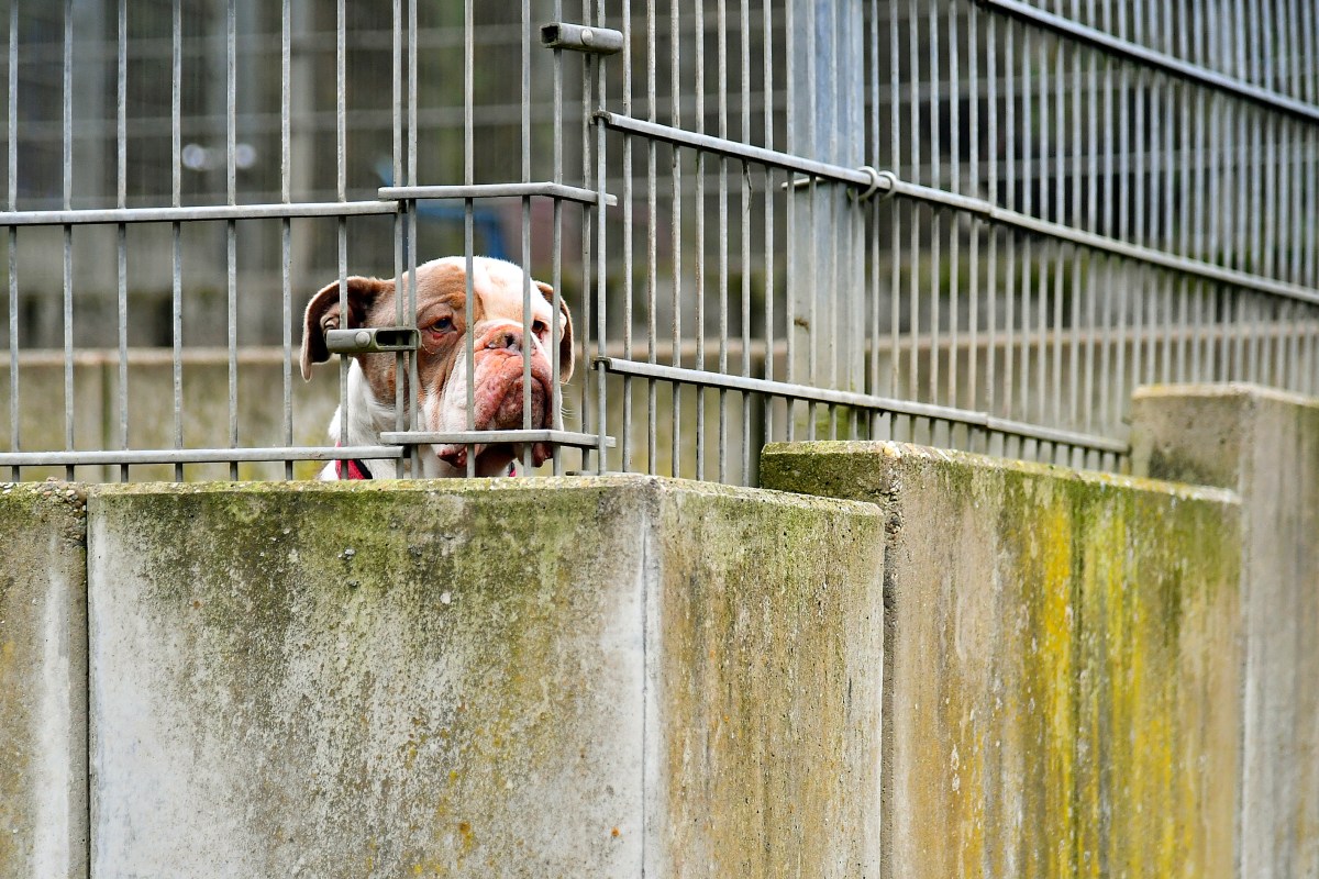 Ein Hund schaut durch den Zaun im Tierheim Witten