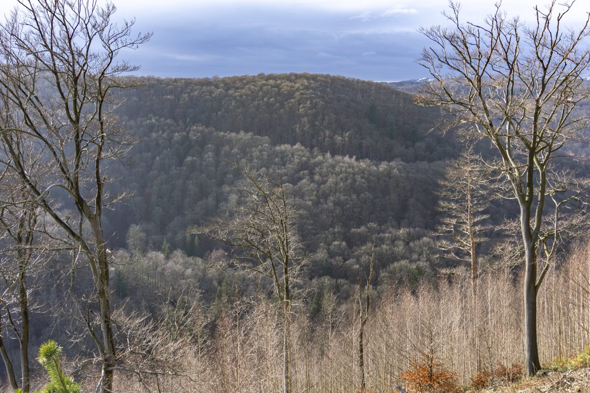 Wald im Nationalpark Harz bei Bad Harzburg (Symbolbild)