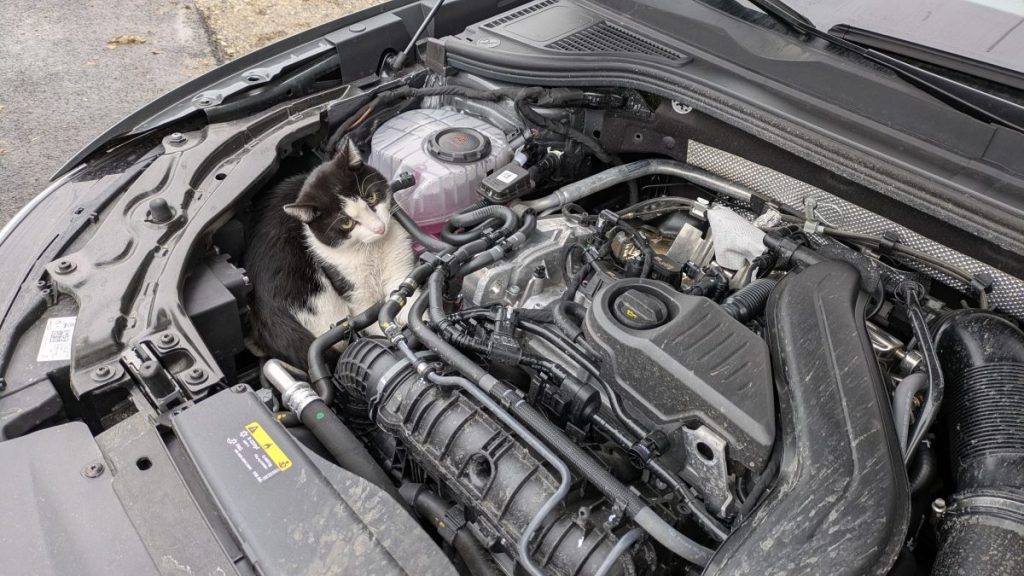 Der etwa sieben Monate alte Kater fuhr von Hamm bis Olsberg im Motorraum mit.