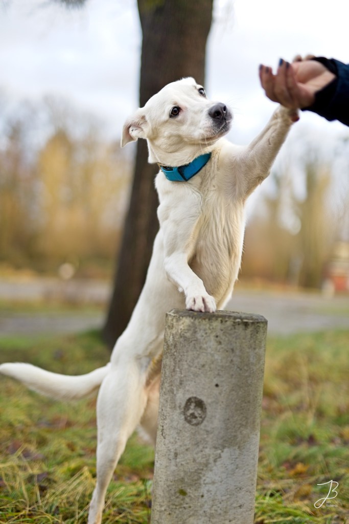 Hündin Gwen sucht im Tierheim Salzgitter nach einem neuen Zuhause.