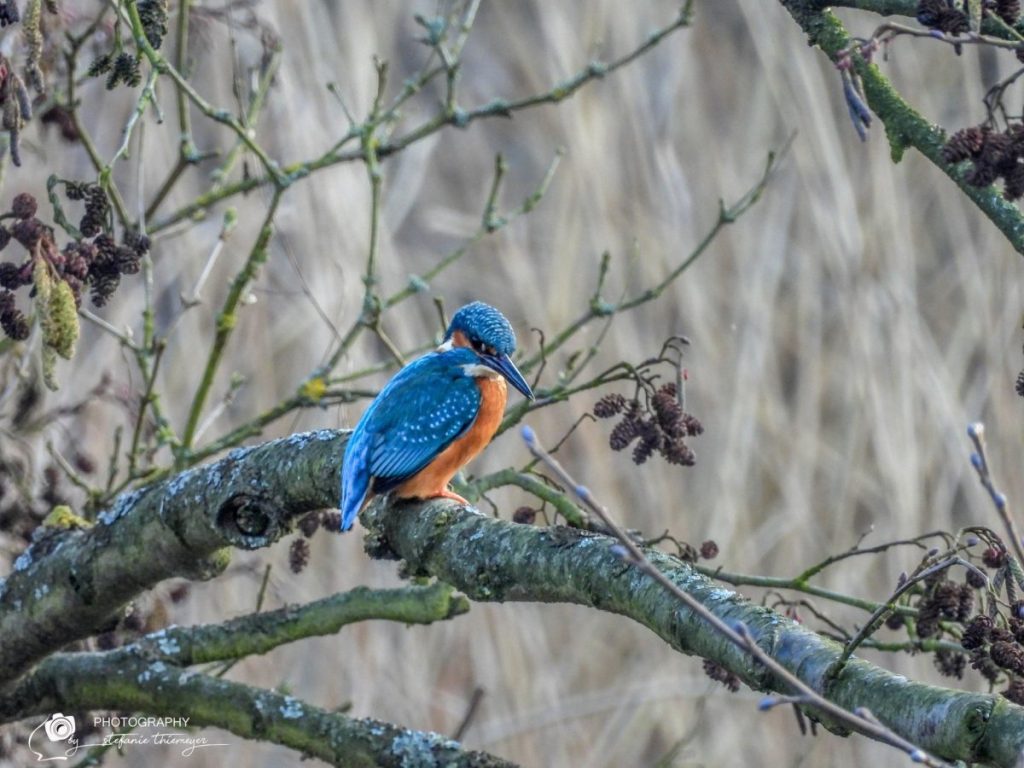 Der Eisvogel hat im Harz ein Quartier bezogen. 